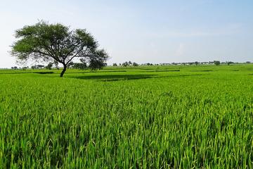 rice fields g6cc8f8156