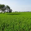 rice fields g6cc8f8156