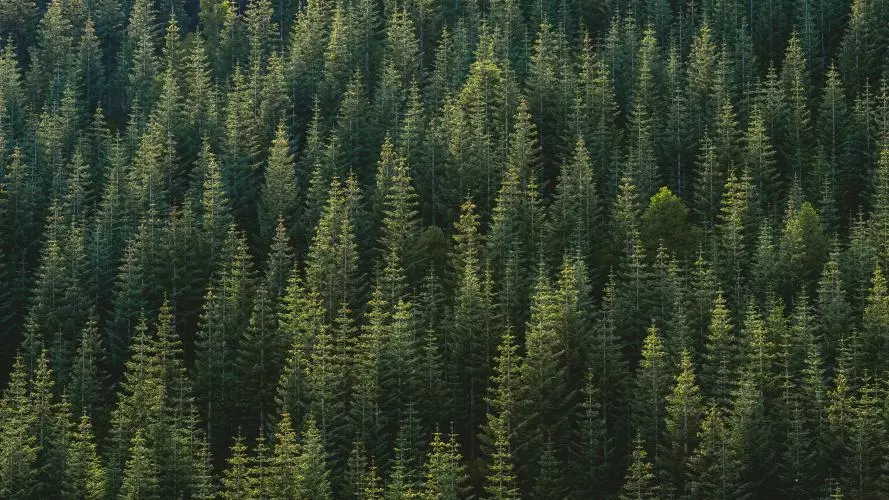 jason leem 50bzi1f6ura unsplash